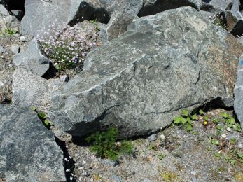 110FEB-Spaltbrocken-Hohwald_Syenit.jpg
