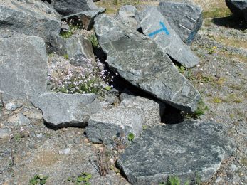 110FEB-Hohwald_Gruenstein_Farbspiel.JPG